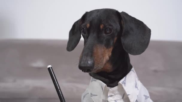 Amuzant dachshund în cămașă albă scrie cu stilou negru cu vârf de pâine. Puppy vine din spate pentru a viziona procesul. Câinele își face temele sau desenele, scrie pentru generația mai tânără — Videoclip de stoc