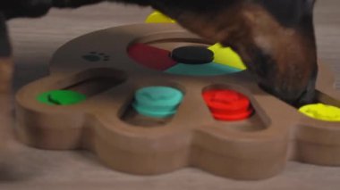 Meraklı siyah ve kahverengi dachshund köpek yavrusu yerde gelişmekte olan zihin oynatıcılarının konteynerlerinde lezzetli şeyler arıyor. Evcil hayvanınla keyifli zaman geçirme.