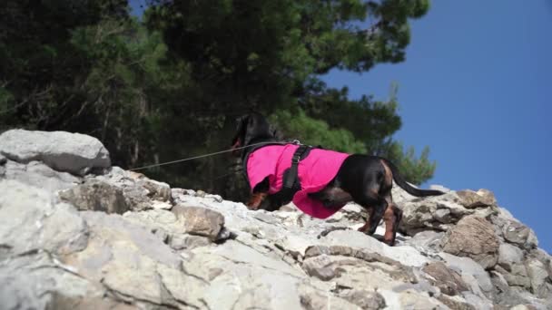 Netter kleiner Dackelhund Alpinist in rosa T-Shirt und Weste an der Leine klettert an sonnigen Sommertagen an steilen Klippen — Stockvideo