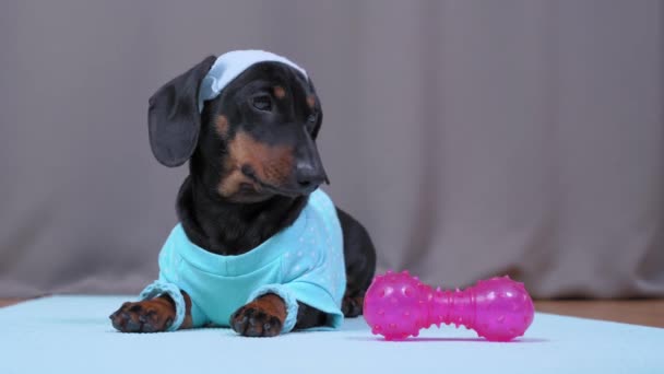 Actieve teckel hond in sportkleding met polsbandjes om poten en hoofdband die beschermt tegen zweet op het hoofd afgewerkte training thuis met gymmat en halter, ging douchen — Stockvideo
