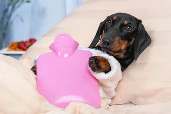 Hasta dachshund köpeği koğuşta, karnında pembe ısıtma yastığıyla yatıyordu. Masada, ziyaretçiler tarafından hızla iyileşmesi için bırakılan meyveler vardı. Ağrıları dindirmek ve krampları dindirmek için bir aygıt