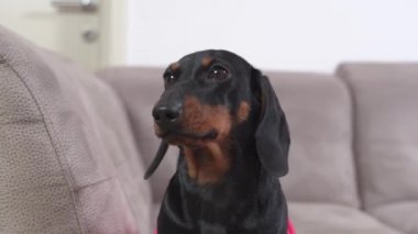 Huzursuz köpek yavrusu pembe tişörtlü. İtaatkar bir şekilde kanepede oturur ve her seste kafasını sağa sola çevirir.