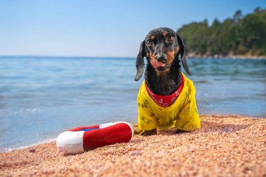 Komik ıslak dachshund köpek yavrusu yüzme eğitiminden sonra çakıl taşlı sahilde oturur şişirilebilir cankurtaran halkasıyla, ön manzara. Tatil köyünde güneşli güzel bir gün.