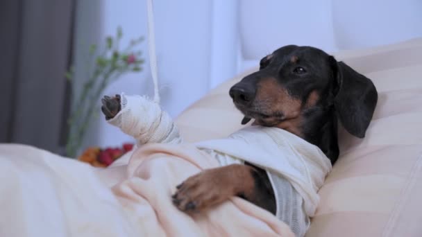 事故で負傷した後、包帯や石膏で壊れた足で貧しいダックスフンド犬は、リハビリテーション獣医センターの個室にあります.動物の治療. — ストック動画