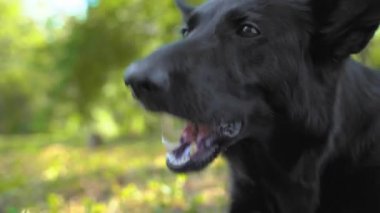 Neşeli siyah çoban köpeği yer ve güneşli bahar parkında tehlikeli bir şeyler yer. Köpeğinizle açık hava eğitimi.