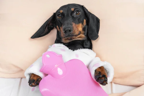 Anak anjing Dachshund yang sakit dalam piyama berbaring di tempat tidur rumah sakit di bangsal dengan pembalut air panas merah muda di dadanya, pandangan depan. Divais untuk meringankan nyeri dan kram menenangkan — Stok Foto