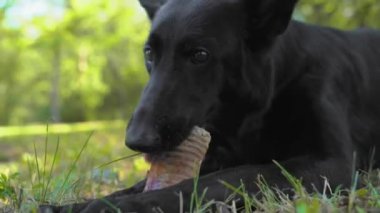 Kara çoban köpeği, güneşli bahar parkında yemyeşil çimlerin üzerinde kuru et parçaları buldu..