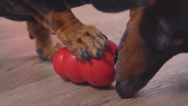 Dachshund deține kong, chestii speciale de mestecat pentru stimularea mentală umplerea cu alimente umede moi, iar câinele încearcă să aducă tratamente de la deschiderea îngustă a jucăriei. Puzzle interactiv pentru a prelungi timpul de joc acasă — Videoclip de stoc