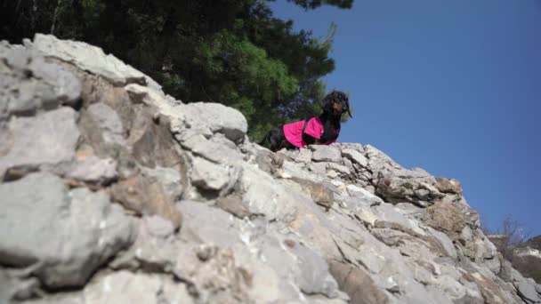 Lindo perro salchicha valiente alpinista en camiseta rosa y chaleco con correa sube en acantilado empinado en el día soleado de verano — Vídeos de Stock