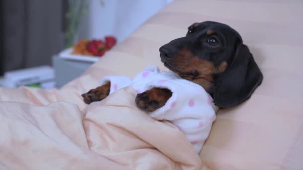 Baby dachshund in funny warm pajamas with hat lies under blanket going to sleep. Bed rest during illness, visitors left fruits with wishes for speedy recovery. — Stock Video