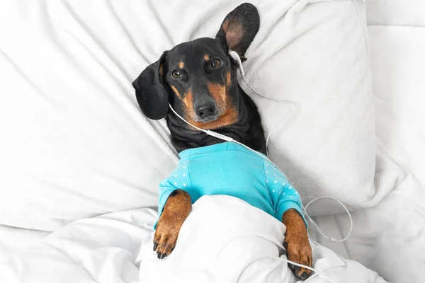 穿着蓝色睡衣的顶级达屈犬躺在被窝里，晚上睡不着觉，所以它用有线耳机听着轻松的音乐或有趣的播客 — 图库照片