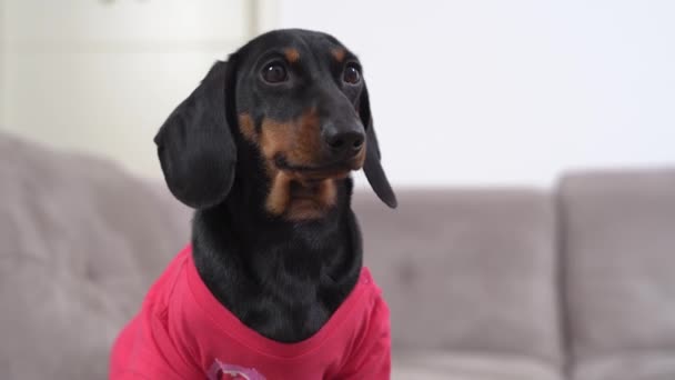 Игривый щенок таксы в розовой футболке лает и виляет хвостом на размытом светло-сером диване в светлой гостиной крайности — стоковое видео