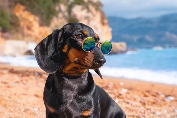 Портрет милого щенка таксы в солнечных очках с поляризованными линзами, чтобы защитить глаза от яркого солнца, и сидя на берегу моря, размытый фон с красивым морским пейзажем — стоковое фото