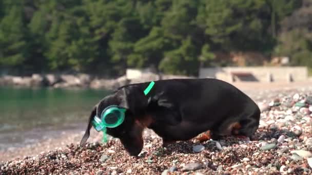 Vicces tacskó kiskutya búvár szemüveg próbál levenni szemüveg pózol kamera sziklás tengerparton a napsütéses nyári napon. — Stock videók
