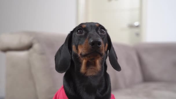 Bonito cachorro dachshund olha claramente para o proprietário implorando por comida ou atenção para brincar com ele, close-up, fundo borrado — Vídeo de Stock