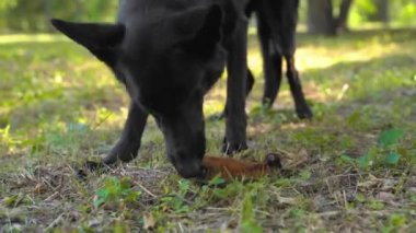 Siyah İsviçreli çoban köpeği dışarıda yürürken yerde yiyecek buldu ve onu yiyor. Sokaktaki terbiyesiz evcil hayvanın kötü davranışları. Yemekler zehirli olabilir.