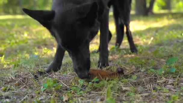 Chien de berger suisse noir a trouvé de la nourriture sur le sol tout en marchant à l'extérieur et le mange. Mauvais comportement d'un animal de compagnie mal élevé dans la rue. La nourriture peut être empoisonnée — Video