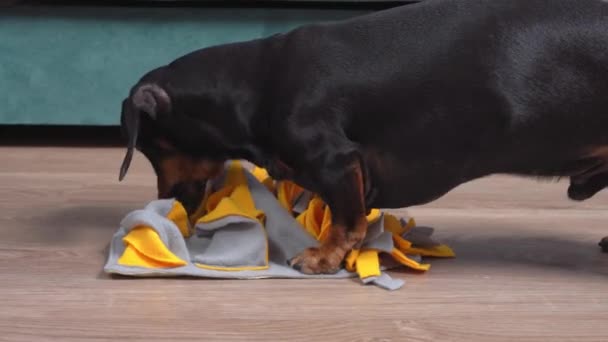 Smart bassotto è alla ricerca di dolcetti nascosti nelle tasche di morbido tappeto da snodo lavabile tessile per cani naso lavoro durante l'allenamento. Giocattoli educativi per animali domestici — Video Stock