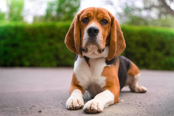 Niedlicher Beagle mit ernstem Gesicht liegt beim Spaziergang im Stadtpark draußen auf dem Asphaltweg, verschwommener Hintergrund mit grünen Büschen und Bäumen, Frontansicht. Porträt eines liebenswerten Hundes — Stockfoto