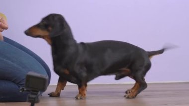 Kadın sahibi dachshund köpeğiyle birlikte getirmeyi öğretiyor. Ahşap zemin yakınındaki kameranın yanında serbest şekillendirme metodu kullanıyor. Köpek Eğitimi veya Veterinerlik Günlüğü