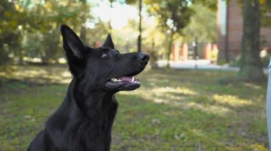 Kadın sahibi, güneşli bahar parkındaki yemyeşil çimlerde oturan genç siyah çoban köpeğine büyük bir parça et veriyor. Köpeğinizle açık hava eğitimi.