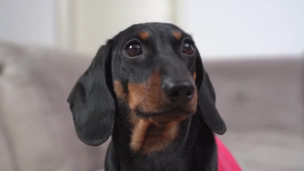 Söt tax valp i en rosa t-shirt tittar noga på något, jagar någon medan du spelar, framifrån. Hund väntar på utfodring eller gå — Stockvideo