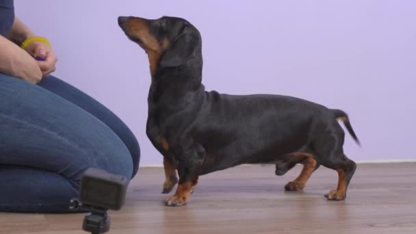 Manipulador femenino enseña dachshund obediente nuevo comando utilizando clicker y trata como forma de refuerzo positivo perro entrenamiento. Blog veterinario para la educación de los animales está grabando en la cámara de acción — Vídeos de Stock