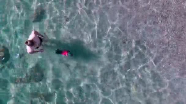 Mały czarny pies w ubraniu pływa w przezroczystej wodzie morskiej — Wideo stockowe