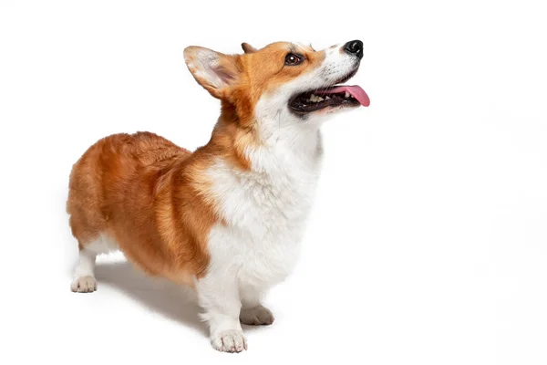 Cute Welsh corgi Pembroke or cardigan obediently stands and looks up, begging for something from owner, isolated on white background, copy space for advertising — Stock Photo, Image