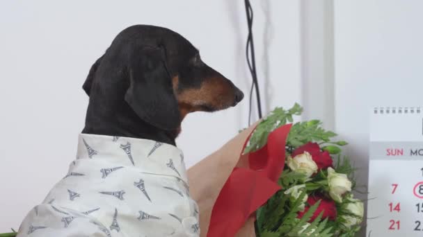 Dachshund cachorro en camisa con ramo de flores cerca del calendario en la habitación — Vídeos de Stock