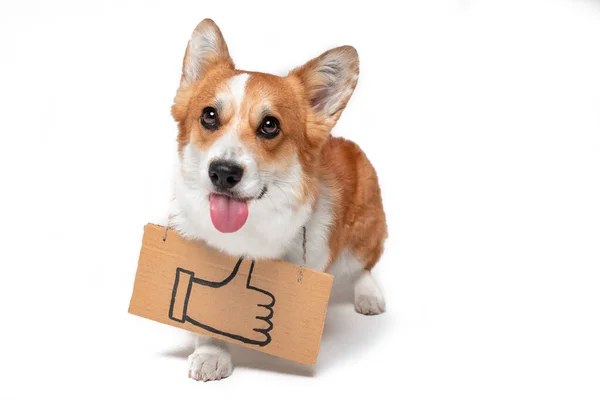 Funny welsh corgi pembroke dog shows tongue playfully with cardboard sign hanging around its neck with painted symbol of raised thumb up, isolated on white background, copy space. — Stock Photo, Image