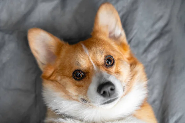 Retrato de adorável sorrindo corgi galês Pembroke ou Cardigan cão obedientemente deitado em folha cinza em casa e olhando para frente, vista superior, espaço de cópia para publicidade — Fotografia de Stock