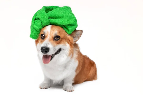 Adorable perro pembroke corgi galés con toalla verde envuelto alrededor de la cabeza como turbante se sienta después de la ducha, aislado sobre fondo blanco, espacio de copia. Publicidad spa para mascotas — Foto de Stock