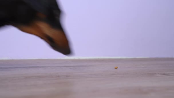 Hungry dachshund dog found lost grain of dried pet treat on the floor and ate it, close up. Mischievous pet picks up food, which can be dangerous while walking outside. — Vídeo de Stock