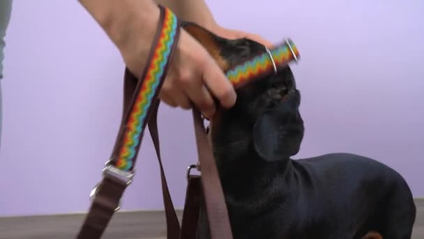 Eigenaar legt halsband met riem om nek van gehoorzame teckel om te gaan wandelen, zijaanzicht, close-up. Handler leert pas geadopteerde hond om halsband te dragen. Apparatuur voor huisdieren. — Stockvideo
