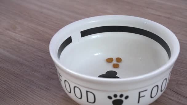 Almost empty pet bowl, close up. Hungry dachshund dog comes to finish last crumbs of dried food. Proper nutrition according to schedule and diet for animals. — Vídeo de Stock
