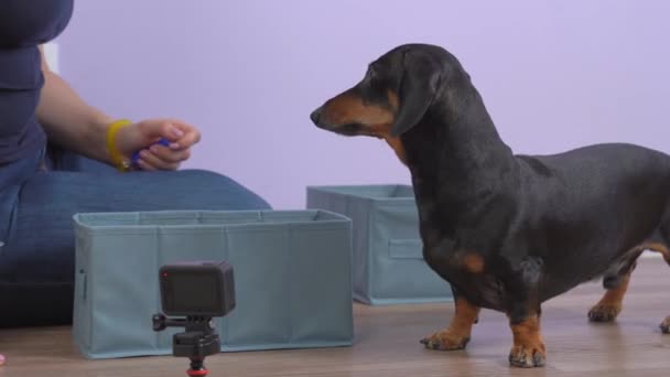 Manipulador enseña dachshund nuevo truco con el clicker y tratar como forma de entrenamiento perro refuerzo positivo, pero mascota no entiende inmediatamente lo que quiere. Las indulgencias animales durante la lección — Vídeos de Stock