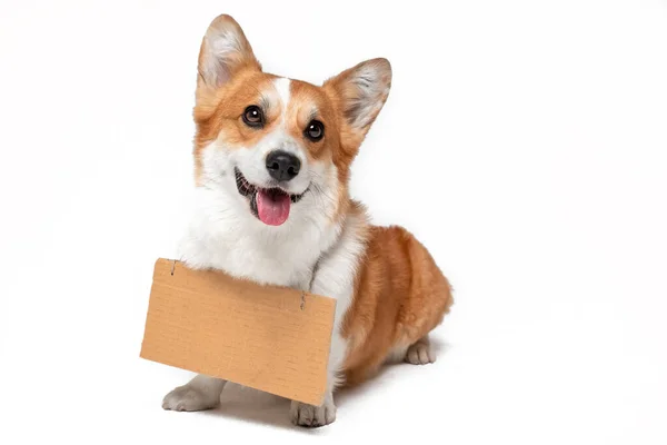 Funny smiling welsh corgi pembroke dog with empty cardboard sign hanging around its neck, isolated on white background, front view, copy space. Template for advertising — Stock Photo, Image