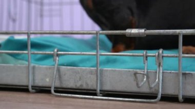 Köpek açık kafesten çıkıyor, ızgaranın kenarı yerde, yaklaş. Cage yeni yavru köpeğine rahatlık ve güven duygusu veriyor. Evcil hayvan evde yalnız bırakıldığında ev ve mobilyaların güvenliği. 