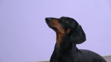 Kafası karışmış şirin bir dachshund köpeğinin portresi. Dikkatlice izleyen kişi, etrafında zıplıyor, yaklaş. Garip aktif sahibi evcil hayvanla oynuyor.. 