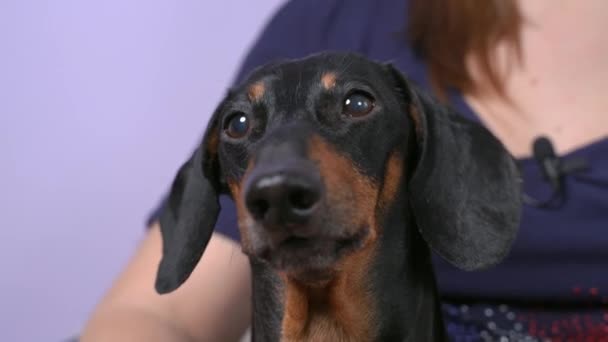Portrait of funny dachshund dog that barks indignantly in hands of owner, or to greeting someone, front view. Person with portable wired microphone for online call or recording video in background. — Vídeo de Stock