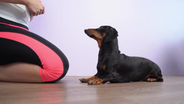 Handler teaches dachshund to focus on owner and not react to the food, side view. Dog fitness and alternative pet training methods, correction of puppy behavior. — Αρχείο Βίντεο