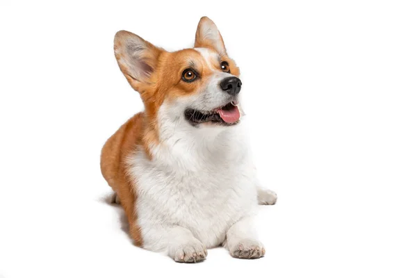 Cute Welsh corgi Pembroke or cardigan obediently lies and looks up, begging for something from owner or performing command, isolated on white background, copy space for advertising — Stock Photo, Image