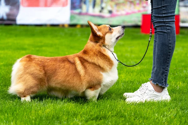 ハンドラーは、国際犬ショー、サイドビューで正しい姿勢で服従ウェールズのコーギーペンブロークやカーディガンを置きます。素敵なペットは訓練中にコマンドを実行します — ストック写真