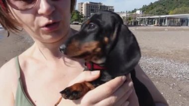 Kısa saçlı bayan küçük komik dachshund köpeğini öpüyor.