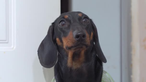 Dachshund cão com longas orelhas suspensas olha para a câmera — Vídeo de Stock