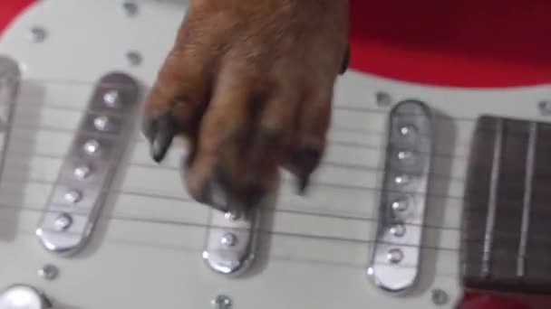 Dachshund paw speelt muziek op elektrische basgitaar in de kamer — Stockvideo