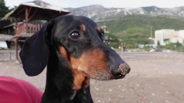 Grappige teckel verkende strand en kreeg zijn neus vuil in het zand tijdens het lopen, close-up. Eigenaar reinigt gezicht van slordige hond uit het zand. Vreugdevolle buitenactiviteiten — Stockvideo