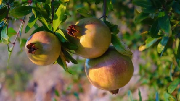 Onderrijpe groene granaatappel vruchten hangen op tak in de tuin — Stockvideo