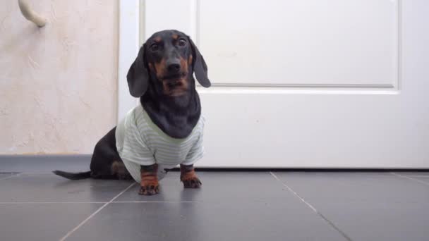 Dachshund puppy poseert voor camera in de buurt van witte deur in de kamer — Stockvideo